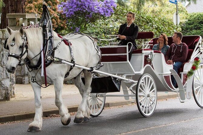 Carriage Ride in Central Park (VIP - PRIVATE) Since 1964™ - When to Go: Cold Winter Nights vs Daytime Views