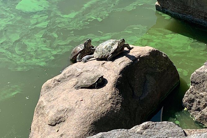Central Park and Upper East Side Walking Tour - Belvedere Castle and Turtle Pond views: a mini break from the city