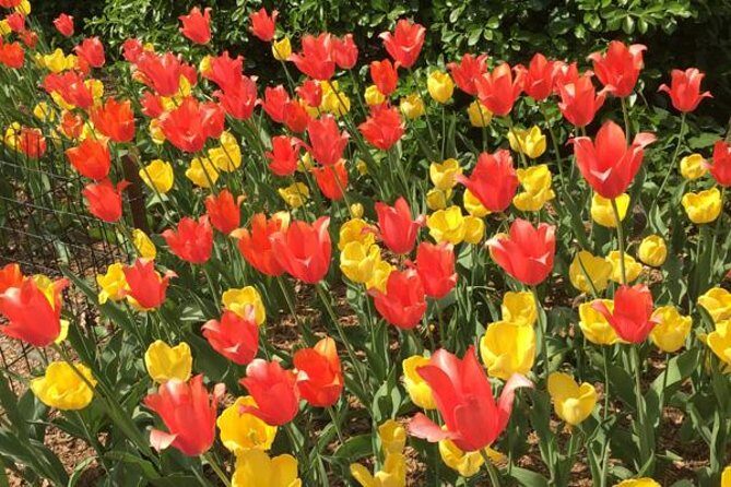 Central Park and Upper East Side Walking Tour - Getting started at Doris C Freedman Place (and why timing matters)
