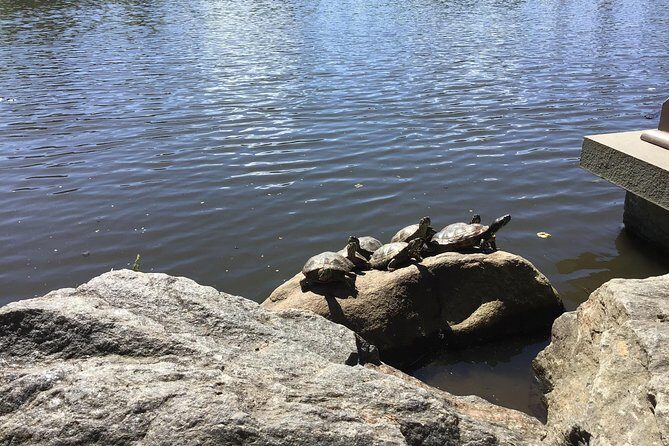Central Park Guided Walking Tour - The Ramble: where the park turns quiet, by design