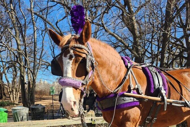 Central Park Horse Carriage Ride - Private Carriage Over a Self-Guided Walk: What You Really Gain