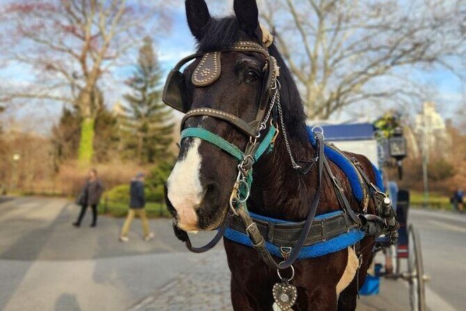 Central Park Horse Carriage Ride - Pilgrim Hill and Conservatory Water: Calm Views, Then Model Boats