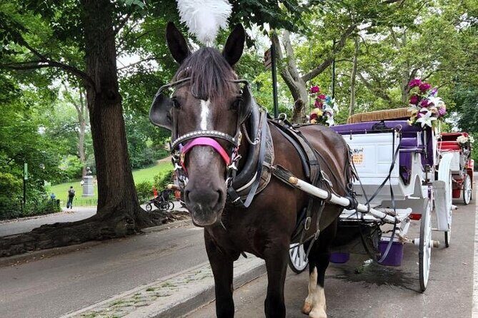 Central Park Horse Carriage Ride - Meeting Point at 1428 6th Ave: How to Find Your Carriage Fast