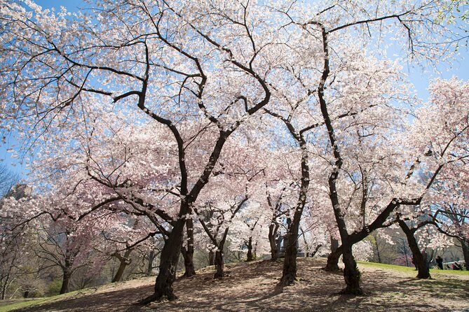 Central Park Photography Tour with Local Photographer - Why the Met and American Museum of Natural History edges belong on a photo route