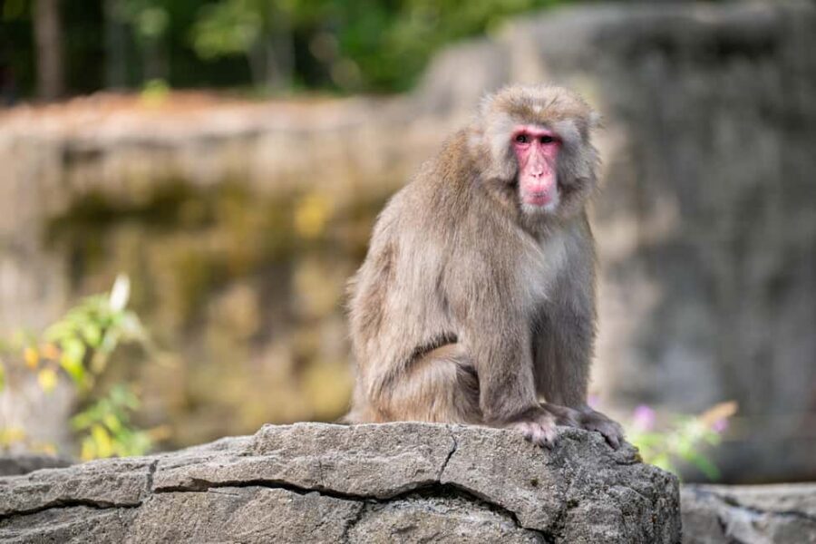 Central Park Zoo Entry Ticket - Key Points at a Glance