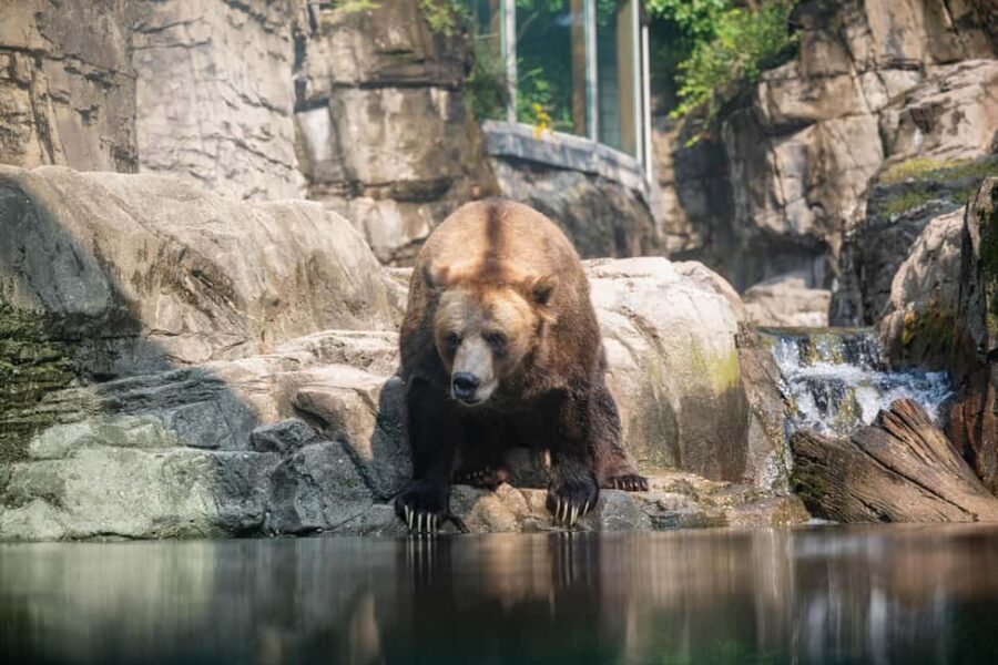 Central Park Zoo Entry Ticket - Temperate Territory: Red Pandas, Japanese Macaques, Snow Leopards, and Sea Lions