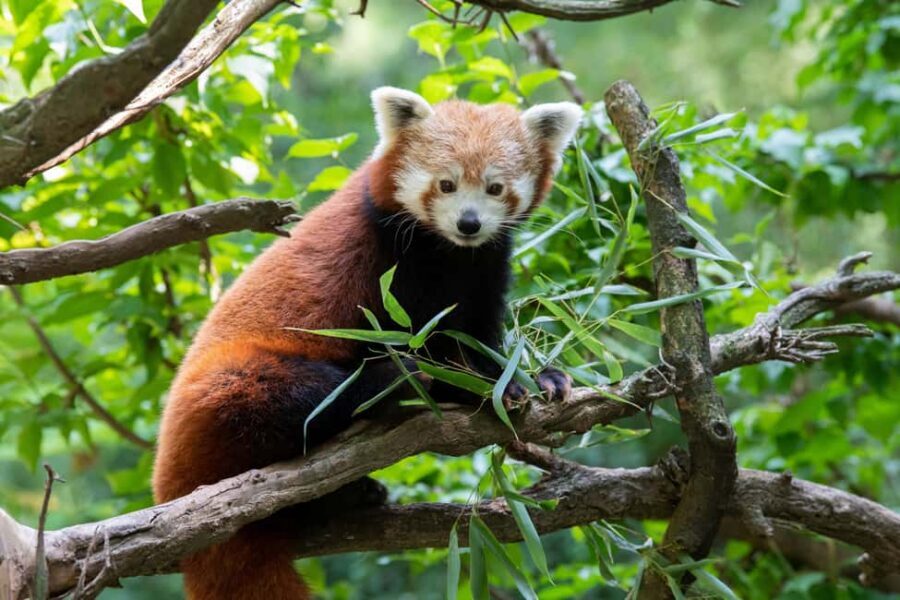 Central Park Zoo Entry Ticket - Tropic Zone: the Two-Story Rainforest and Its Best “Wow” Animals