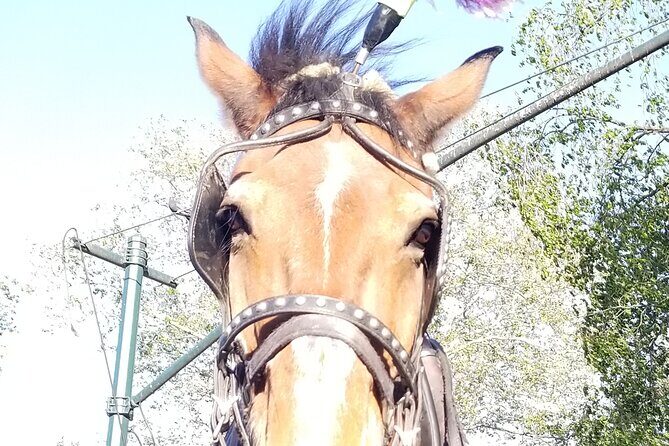 Full loop Private Horse Carriage Ride in Central Park 45 Minutes - Price and Value: $195 for Up to 4 People