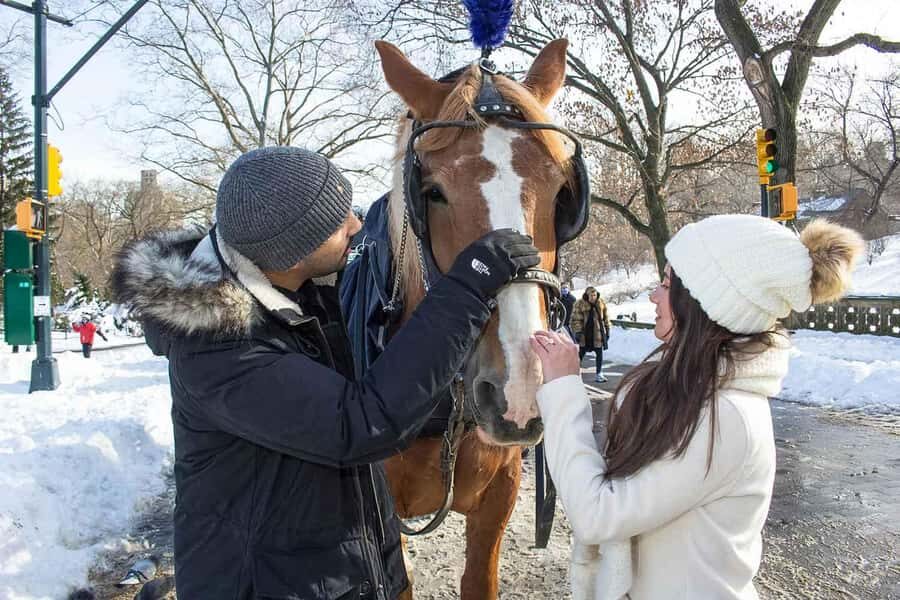 New York City: Central Park Horse Carriage 25-min Ride - Who should book this Central Park carriage ride?