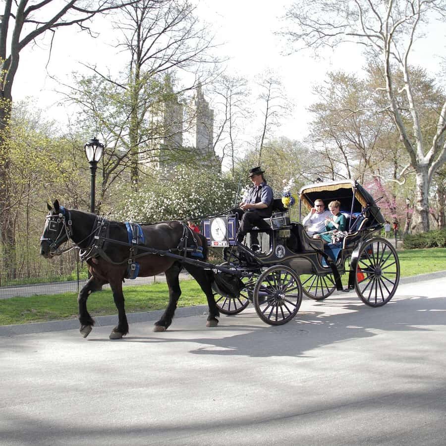 New York City: Central Park Horse Carriage 25-min Ride - Price you can do the math on ($75 per group up to 4)