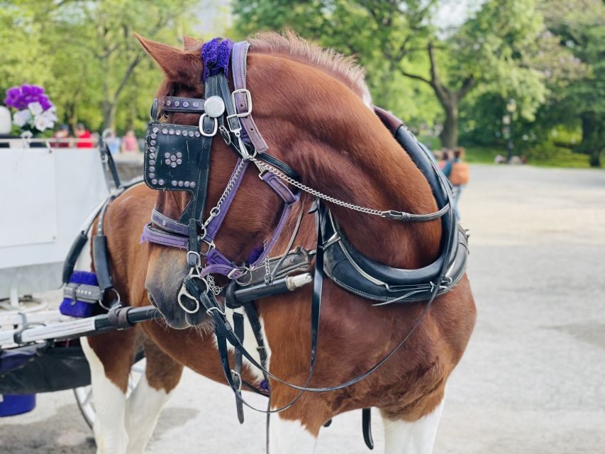 New York City: Central Park Private Horse and Carriage Tour - Who Should Book This Horse and Carriage Ride