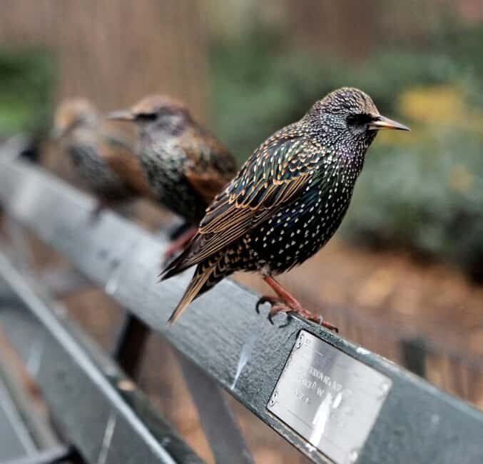NYC: Central Park Guided Walking Tour English-Spanish - The park’s “indoors” feeling: zoo access and planning your time