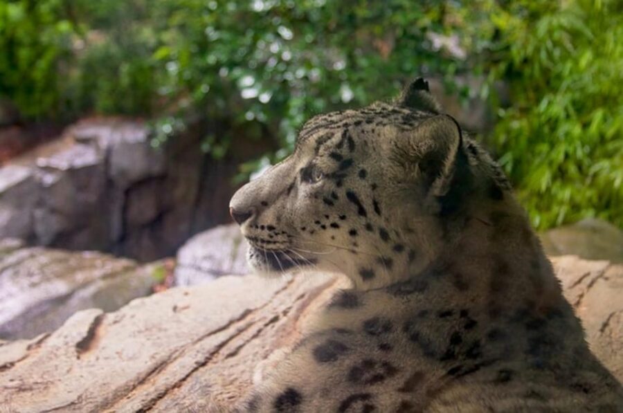 NYC: Central Park Zoo Entry Ticket & Manhattan Walking Tour - Price, included value, and the “who pays off most” math