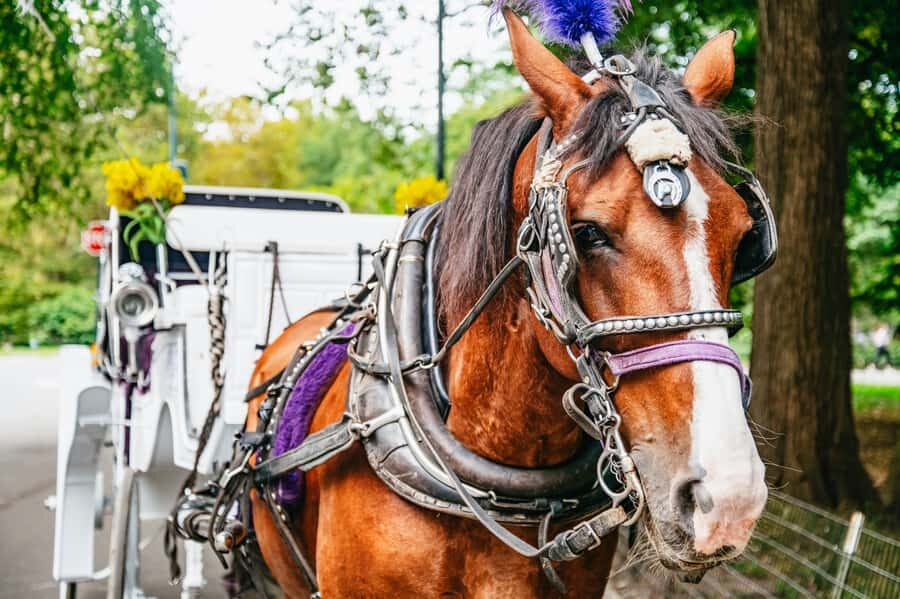NYC: Guided Central Park Horse Carriage Ride - The route: from Wollman Rink and the Boat Pond area to the park’s legends