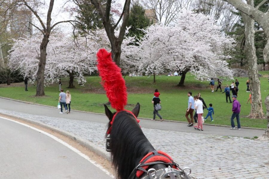 NYC: Guided Standard Central Park Carriage Ride (4 Adults) - Balto to the Loeb Boathouse: passing icons without the sidewalk grind