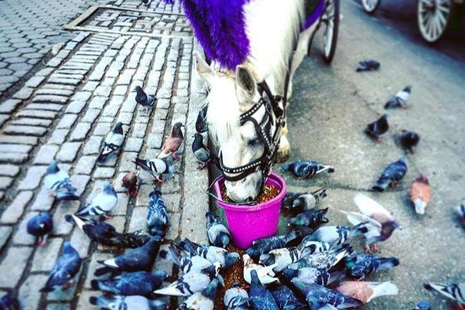 NYC Horse Carriage Ride in Central Park (50 Min. Up to 4 Adults) - Horse comfort and weather realities: roof, blankets, and a good-day rule