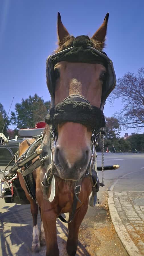 Official Exclusive VIP Horse Carriage Ride in Central Park - Cherry Hill and the Friends Fountain: Second Photo Stop, Big Payoff