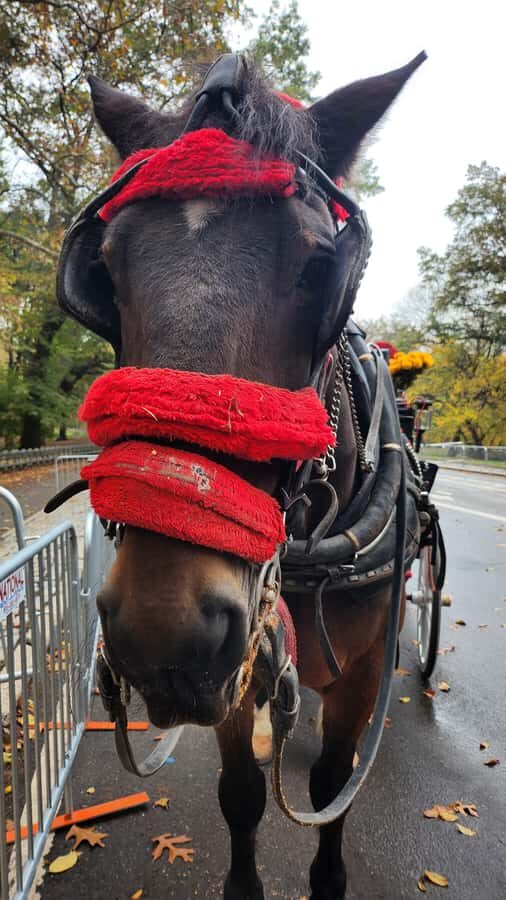 Official Exclusive VIP Horse Carriage Ride in Central Park - Who Should Book This Carriage Ride (and Who Might Want Another Plan)