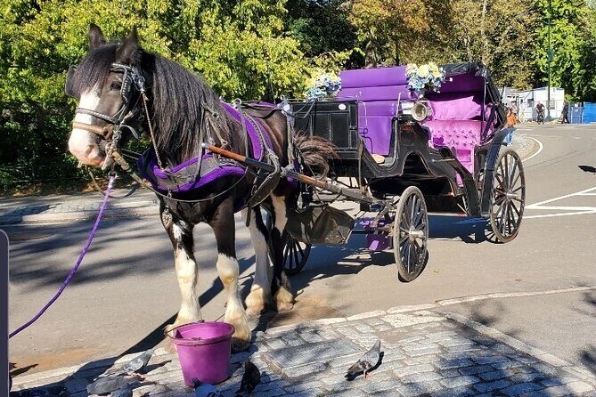 Official Private New York City Central Park Horse Carriage Ride Since 1965™ - Quick hits before you climb in