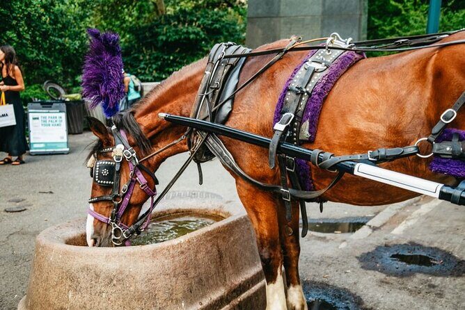 Official Private New York City Central Park Horse Carriage Ride Since 1965™ - Should you book this Central Park carriage ride?