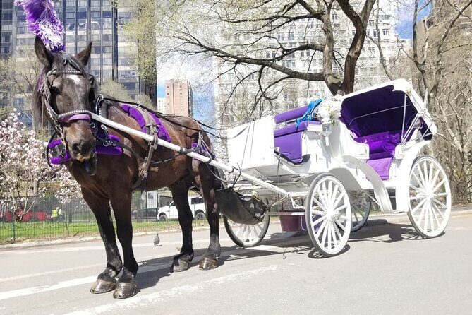 Private NYC Central Park Horse Carriage Ride (Guided) Since 1965™ - Private and Guided: What You Actually Get From the Driver