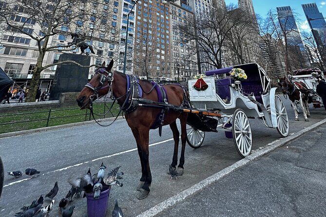 Unforgettable Luxury Horse and Carriage Tours in Central Park - Horses, Blankets, and Carrot Feeding: The Comfort and Fun Stuff